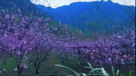 Mùa xuân Sin Suối Hồ