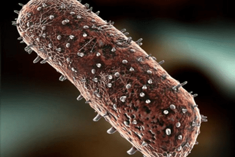 Hướng dẫn nhận biết, biện pháp phòng, chống bệnh Dại trên chó, mèo