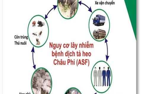 Hướng dẫn nhận biết, biện pháp phòng, chống bệnh Dịch tả lợn Châu Phi
